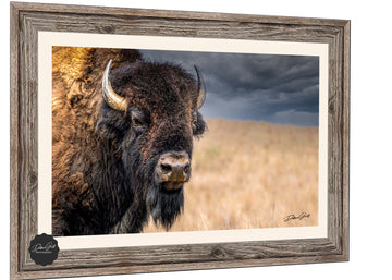 rustic bison wall art by Debra Gail Fine Art