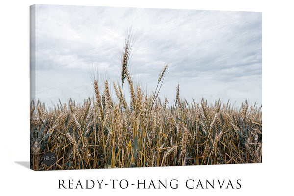 Golden Wheat Field Under Cloudy Sky - Rustic Farmhouse Landscape Photo