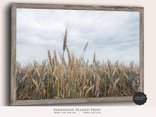 Golden Wheat Field Under Cloudy Sky - Rustic Farmhouse Landscape Photo