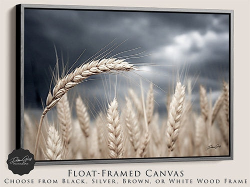 Great Plains Wheat Close Up Photography