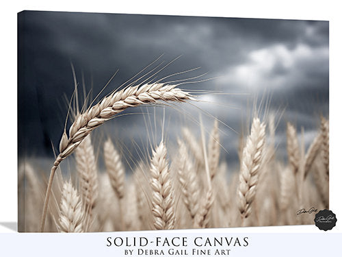 Great Plains Wheat Close Up Photography