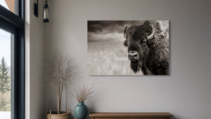 Buffalo wall art print by Debra Gail 