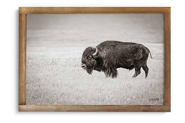 Bison Wall Art Decor by Debra Gail