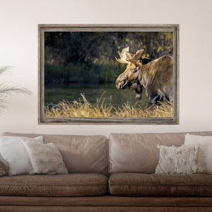 Moose Wall Art Canvas, Rustic Moose by Debra Gail, Bull Elk Art Canvas Prints, Mountain Canvas Wall Art