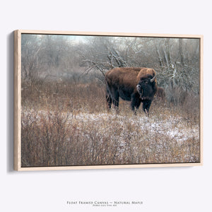 American Bison Wall Art | Plains Winter Landscape Wildlife Photography