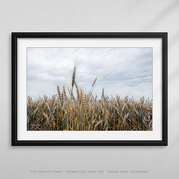 a picture of a field of wheat under a cloudy sky