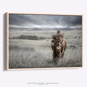 Bison Wall Art | American Buffalo Photography - Western Fine Art Prints & Canvas