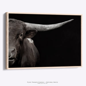 Longhorn Bull Art Canvas | Close Up Texas Longhorn Print
