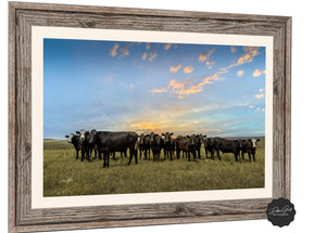 Angus cow canvas wall art – Western ranch fine art photography by Debra Gail Fine Art