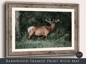 Elk wall art – Western wildlife fine art photography by Debra Gail Fine Art