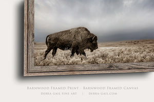 Western Bison Wall Art | Panoramic Buffalo Canvas Print