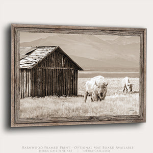 White Buffalo Wall Art | Western Wildlife Fine Art