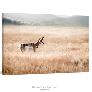 pronghorn antelope wall art canvas – wildlife Western fine art print by Debra Gail Fine Art