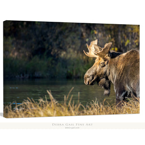 Moose wall art – rustic wildlife fine art photography by Debra Gail Fine Art
