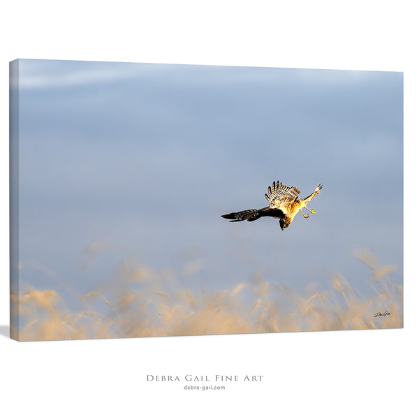 Wall Decor Print of a Northern Harrier Hawk in Flight No. 2633