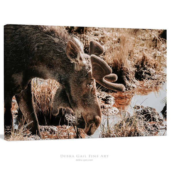 Rustic Moose Wall Art - Wildlife Photography Canvas or Print