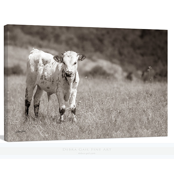 Longhorn Picture - Adorable Farm Animal Photography