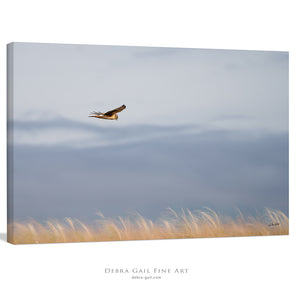 Northern Harrier Hawk in flight art print canvas framed rustic wildlife picture