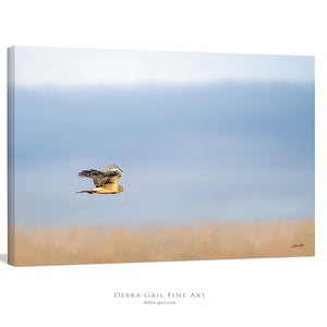 Northern Harrier Hawk in flight art print canvas framed rustic wildlife picture