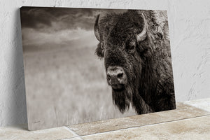 Bison wall art – neutral sepia rustic prairie photography print by Debra Gail Fine Art