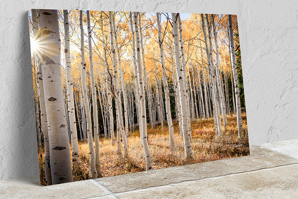 Golden Glow in the Aspen Grove - Fine Art Photography Print