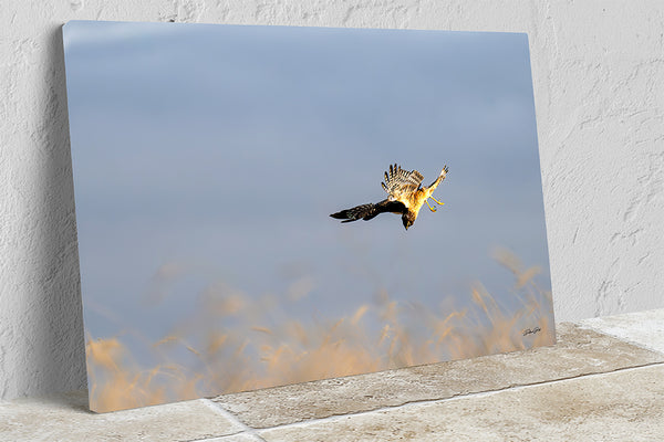 Wall Decor Print of a Northern Harrier Hawk in Flight No. 2633