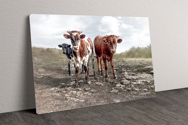 Longhorn Cow Print Picture - Cute Baby Calves