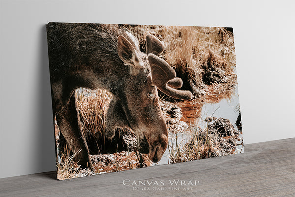 Rustic Moose Wall Art - Wildlife Photography Canvas or Print