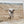 Longhorn Cow Print or Canvas - Neutral Farmhouse Artwork