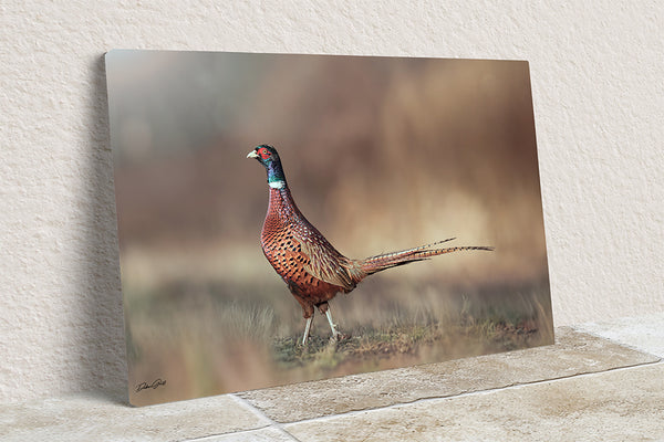 Pheasant Rooster Art Print - Rustic Wildlife Decor No. 0659