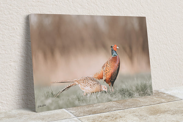 Majestic Pheasant Pair - Rustic Nature Wall Art No. 0718