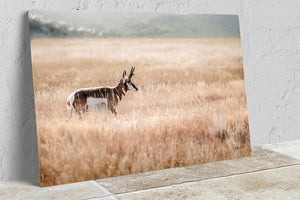 pronghorn antelope wall art canvas – wildlife Western fine art print by Debra Gail Fine Art