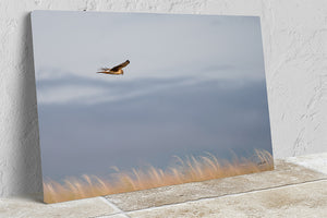Northern Harrier Hawk in flight art print canvas framed rustic wildlife picture