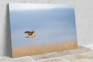 Northern Harrier Hawk in flight art print canvas framed rustic wildlife picture