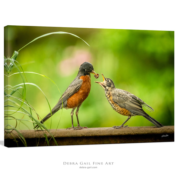 Mother Bird Red Robin, Baby Bird, Bird Feeding Wildlife Art