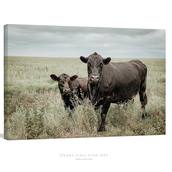 Black Angus Cows Rustic Fine Art Photography | Western Farmhouse