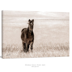 Wild Horse wall art – rustic Western fine art print by Debra Gail Fine Art