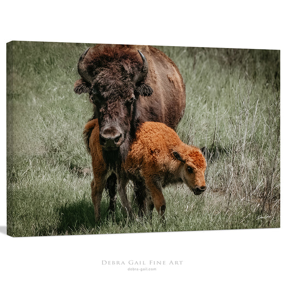 Mama Close Up Print or Canvas - Baby Buffalo - Rustic Western Decor