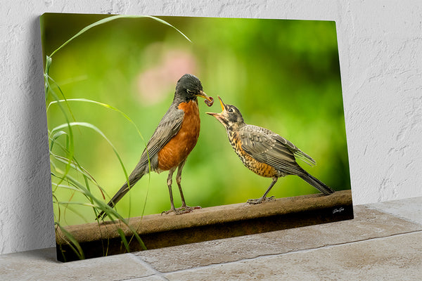 Mother Bird Red Robin, Baby Bird, Bird Feeding Wildlife Art