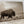 Bison Wall Art in Sepia - Western Gothic Decor No. 4148