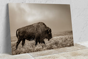 Buffalo neutral Bison wall art canvas – rustic prairie photography print 