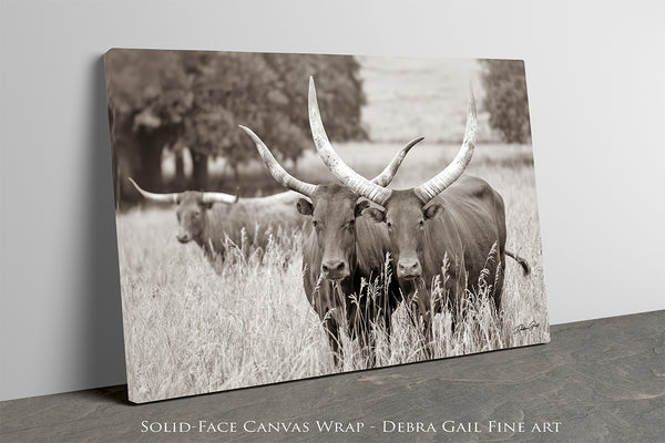 WATUSI LONGHORN CATTLE - KANSAS PHOTOGRAPHY