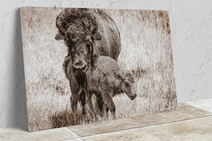 Bison wall art – rustic prairie photography print by Debra Gail Fine Art