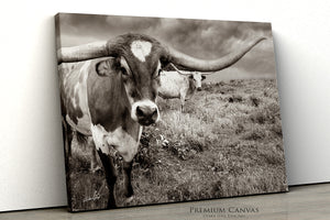 Modern farmhouse wall art photography by Debra Gail Fine Art – texas longhorn