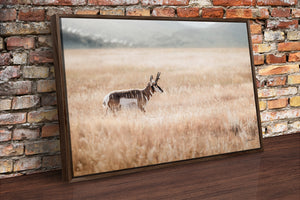 pronghorn antelope wall art canvas – wildlife Western fine art print by Debra Gail Fine Art