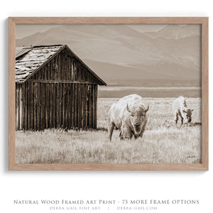 White Buffalo Wall Art | Western Wildlife Fine Art