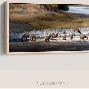 A framed horizontal canvas print showing a herd of elk standing in shallow water, displayed on a light beige wall. 
