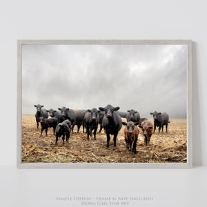 Black Angus Cattle Wall Art Canvas – Rustic Western Farmhouse Print