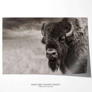 Buffalo Bison wall art canvas – rustic prairie photography print by Debra Gail Fine Art