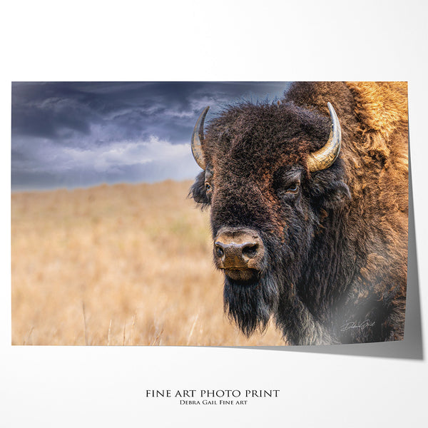 BISON BULL CLOSE UP PRINT - BUFFALO IN EARTH TONES